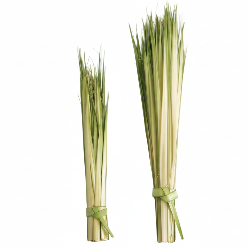 Palm Strips - Great for Churches