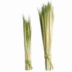 Palm Strips - Pack of 100