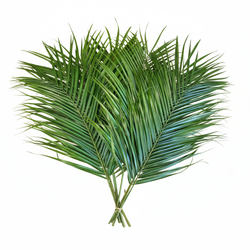 Teepee Palm Leaves - Pack of 15