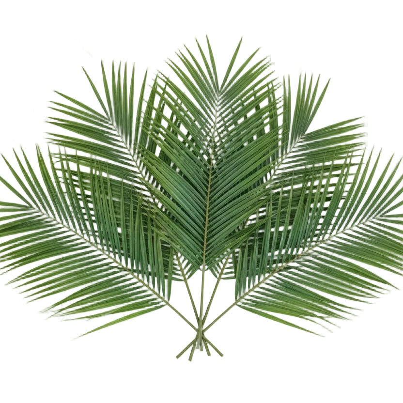 Teepee Palm Leaves - Pack of 15